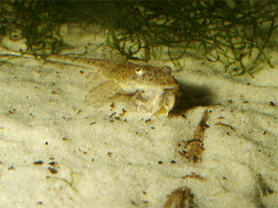 Hemiodonthychthys acipenserinus