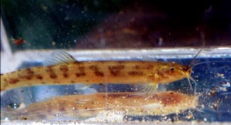 Heptapterus ornatipinnis