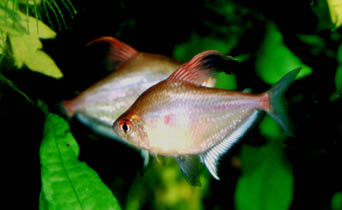 Hyphessobrycon erythrozonus