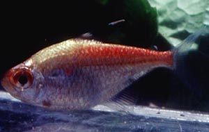 Hyphessobrycon pyrrhonotus gold