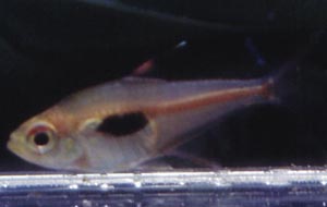 Hyphessobrycon cf. takasi