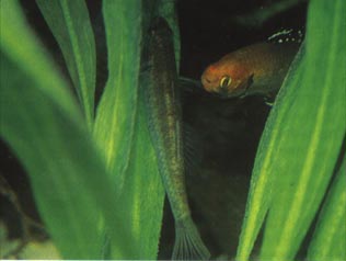 Hypseleotris beim Laichen