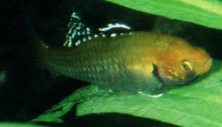 Hypseleotris Männchen beim Besamen der Eier