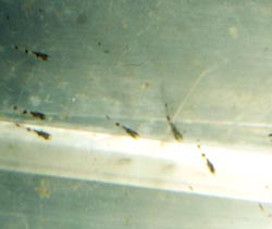 Indostomus Jungfische