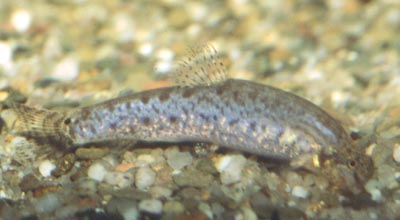 Kottelatlimia pristes