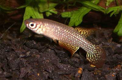 Leptolebias citrinipinnis