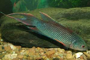 Macropodus erythropterus