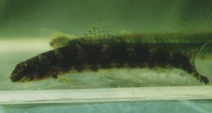 Melanocharacidium dispilomma