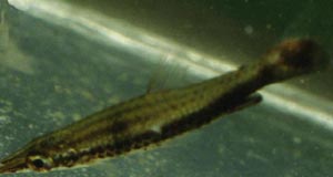 Nannostomus eques