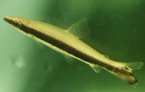 Nannostomus unifasciatus
