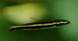 Nannostomus digrammus