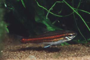 Neolebias trilineatus Maennchen