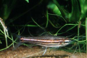 Neolebias trilineatus Weibchen