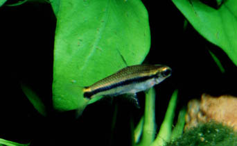 Neolebias unitaeniatus