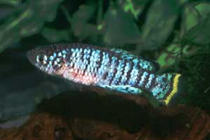 Nothobranchius fuscotaeniatus