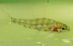 Odontochracidium aphanes