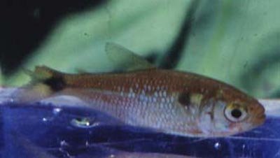 Oligosacus spec.,  Mage