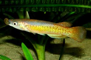 Pachypanchax sakaramyi