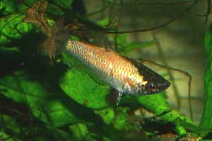 Parasphaerichthys lineatus Mnnchen