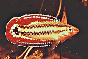 Parosphromenus spec. Manis-Mata