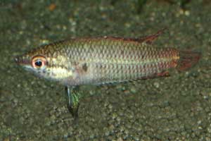 Parosphromenus spec. Manis-Mata Weibchen