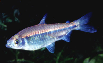 Phenacogrammus intermedius