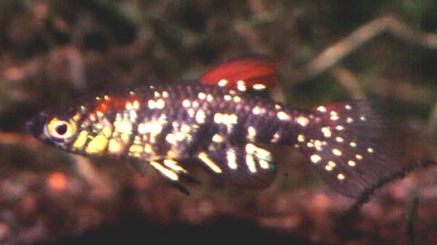 Plesiolebias lacerdai Altamira