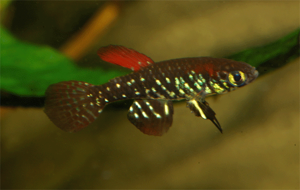 Plesiolebias altamira