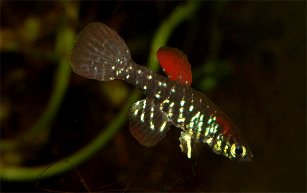 Plesiolebias altamira