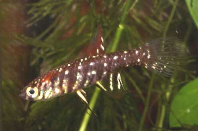 Plesiolebias cf. lacerdai