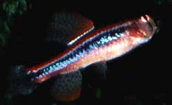 Poecilocharax weitzmanni
