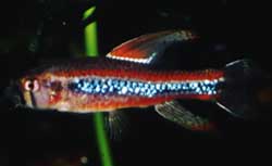 Poecilocharax weitzmanni