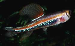 Poecilocharax weitzmanni