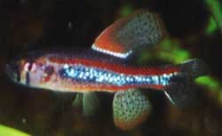 Poecilocharax weitzmanni