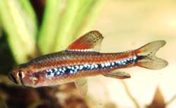 Poecilocharax weitzmanni
