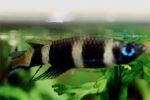 Pseudepiplatys annulatus