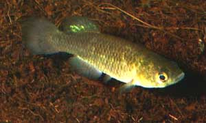 Austrofundulus cf. transilis