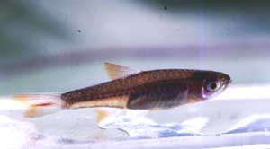 Rasbora cf. ennealepis