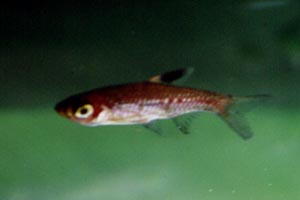 Rasbora dorsiocellata HP.jpg (10926 Byte)