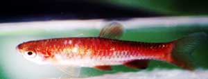 Rasbora kalochroma