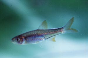 Rasbora spec. Silberstreifen