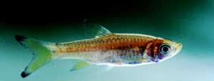 Rasbora sumatrana