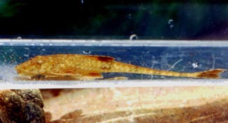 Rineloricaria spec. aff. latirostris