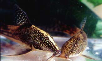 Corydoras barbatus