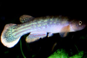 Rivulus cf. waimacui