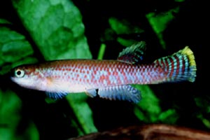 Rivulus cf. geayi Rio Mazaruni