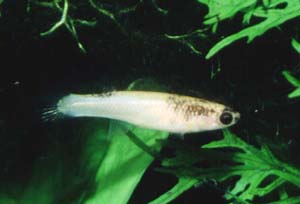 Rivulus xiphidius  weiss.jpg (14229 Byte)