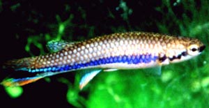 Rivulus xiphidius Mnnchen