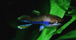 Rivulus xiphidius Mnnchen