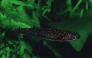 Rivulus xiphidius Weibchen